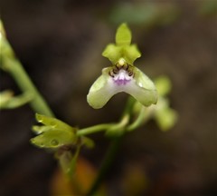 Eulophia analamerensis image