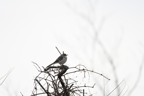 Northern Mockingbird