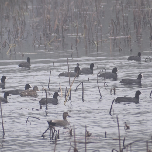 Eurasian Coot