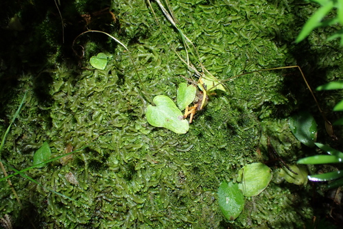 New Zealand gnat orchid (Cyrtostylis rotundifolia)
