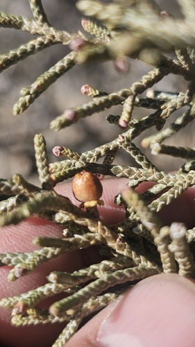Unknown species found near Aztec, NM 87410, USA