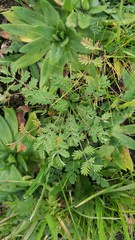 Sanguisorba occidentalis