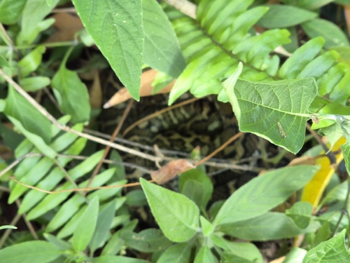 Coastal Carpet Python sighting