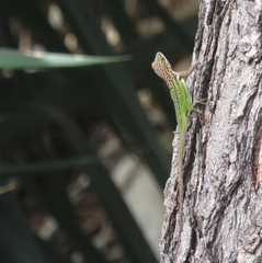 Anolis leachii
