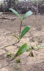 Coptosperma