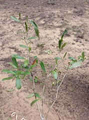 Coptosperma
