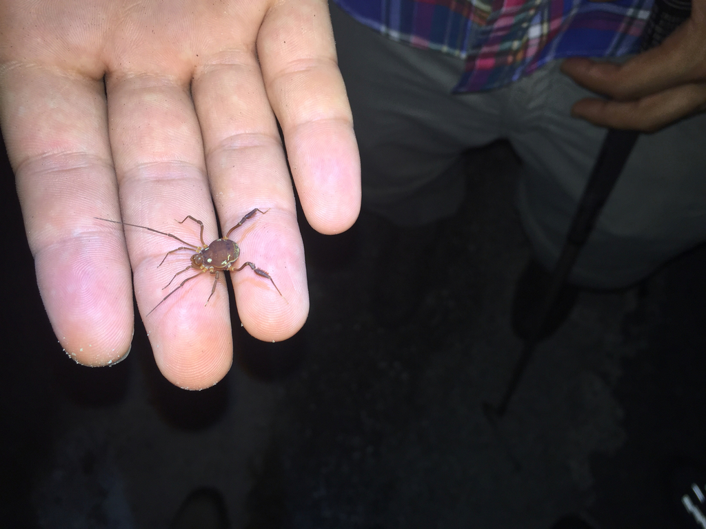 Harvestmen