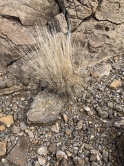 Hilaria rigida