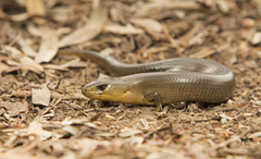 Cyclodomorphus michaeli