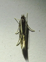 Eralea albalineella