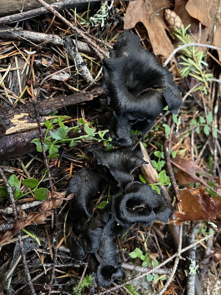 Craterellus calicornucopioides · December 2025 · photo: © rosawoodsii (iNaturalist, cc-by)