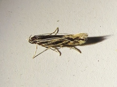 Eralea albalineella
