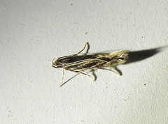 Eralea albalineella