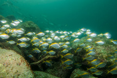 Schuettea scalaripinnis