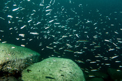 Trachinops taeniatus