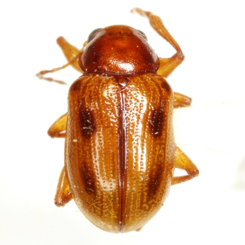 Metachroma interruptum