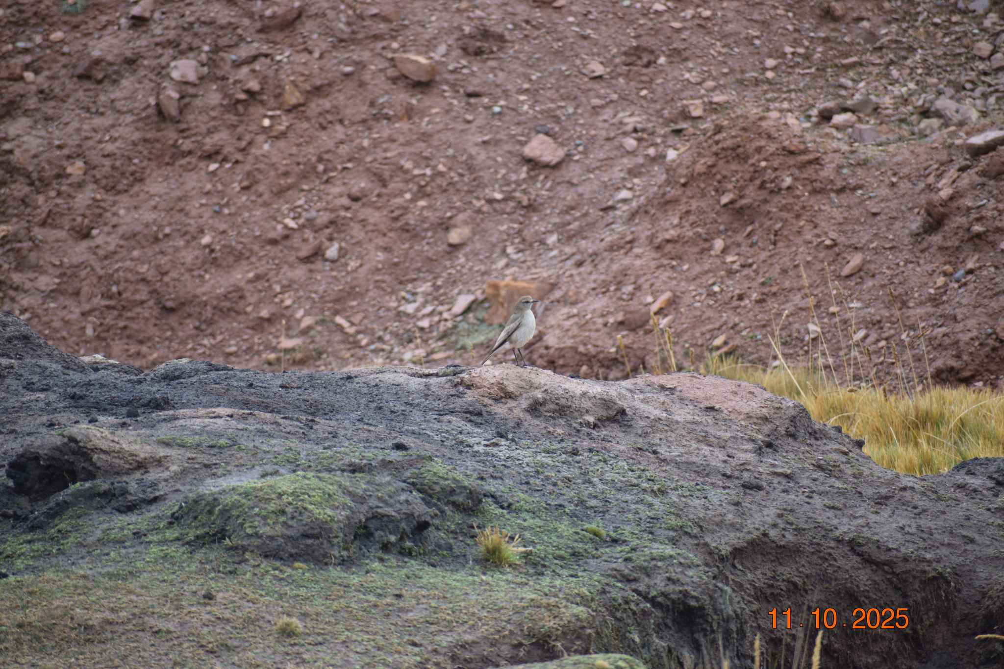 White-fronted Ground Tyrant (Muscisaxicola albifrons), photo 3