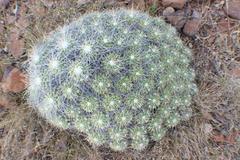 Mammillaria compressa compressa