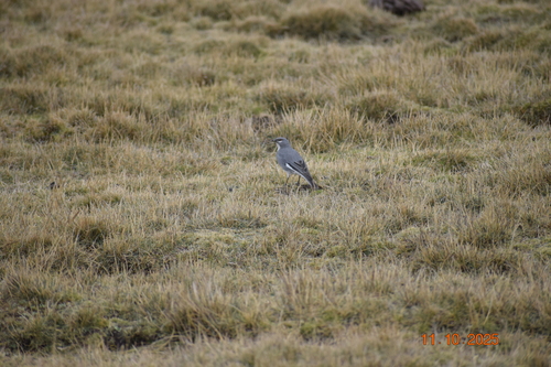 Glacier Finch (Idiopsar speculifer), photo 6