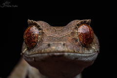 Mount Ambre Leaf-Tailed Gecko photo 3