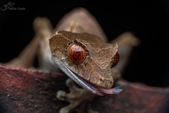 Mount Ambre Leaf-Tailed Gecko photo 2