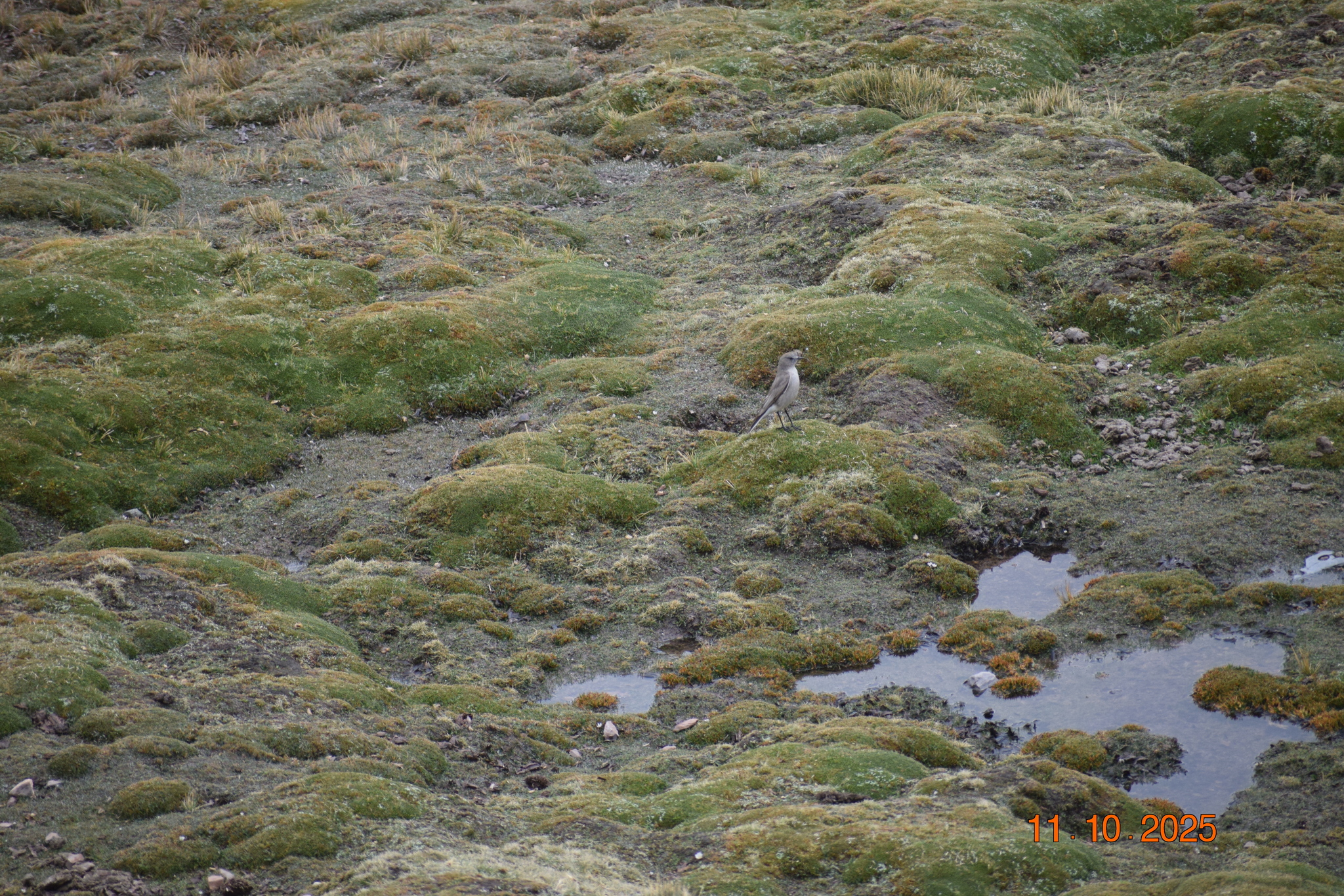 White-fronted Ground Tyrant (Muscisaxicola albifrons), photo 2