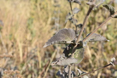 Brickellia paniculata
