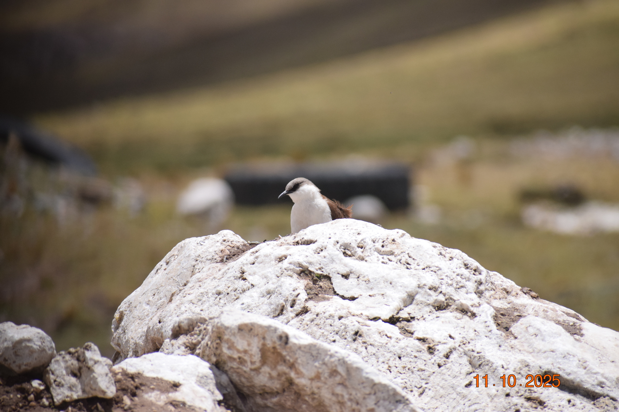 White-bellied Cinclodes (Cinclodes palliatus), photo 6