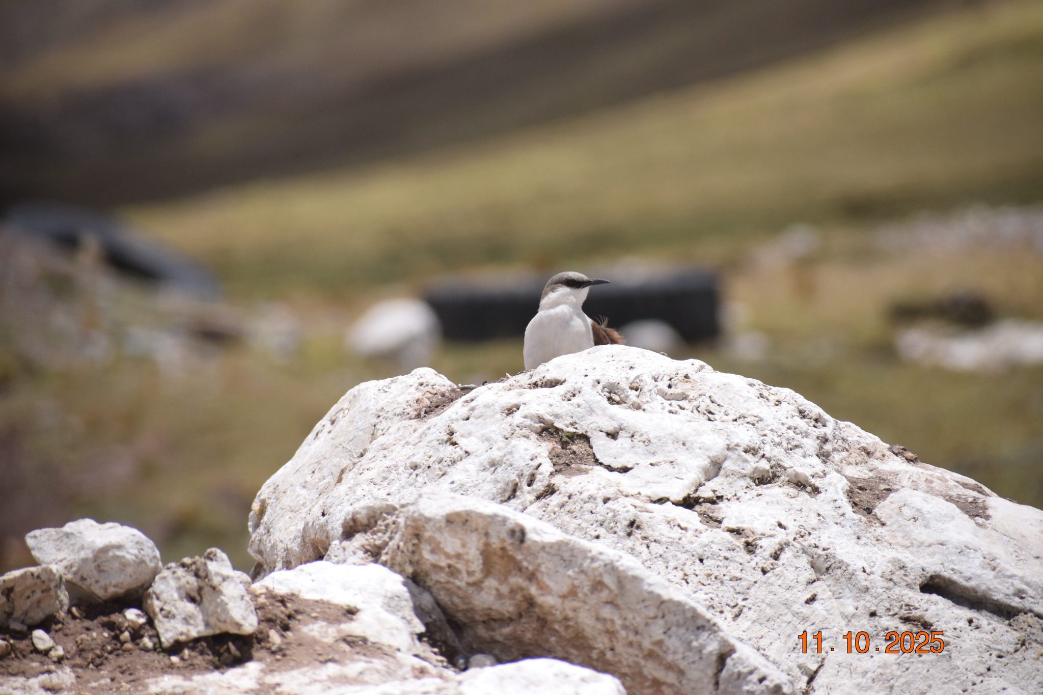 White-bellied Cinclodes (Cinclodes palliatus), photo 5