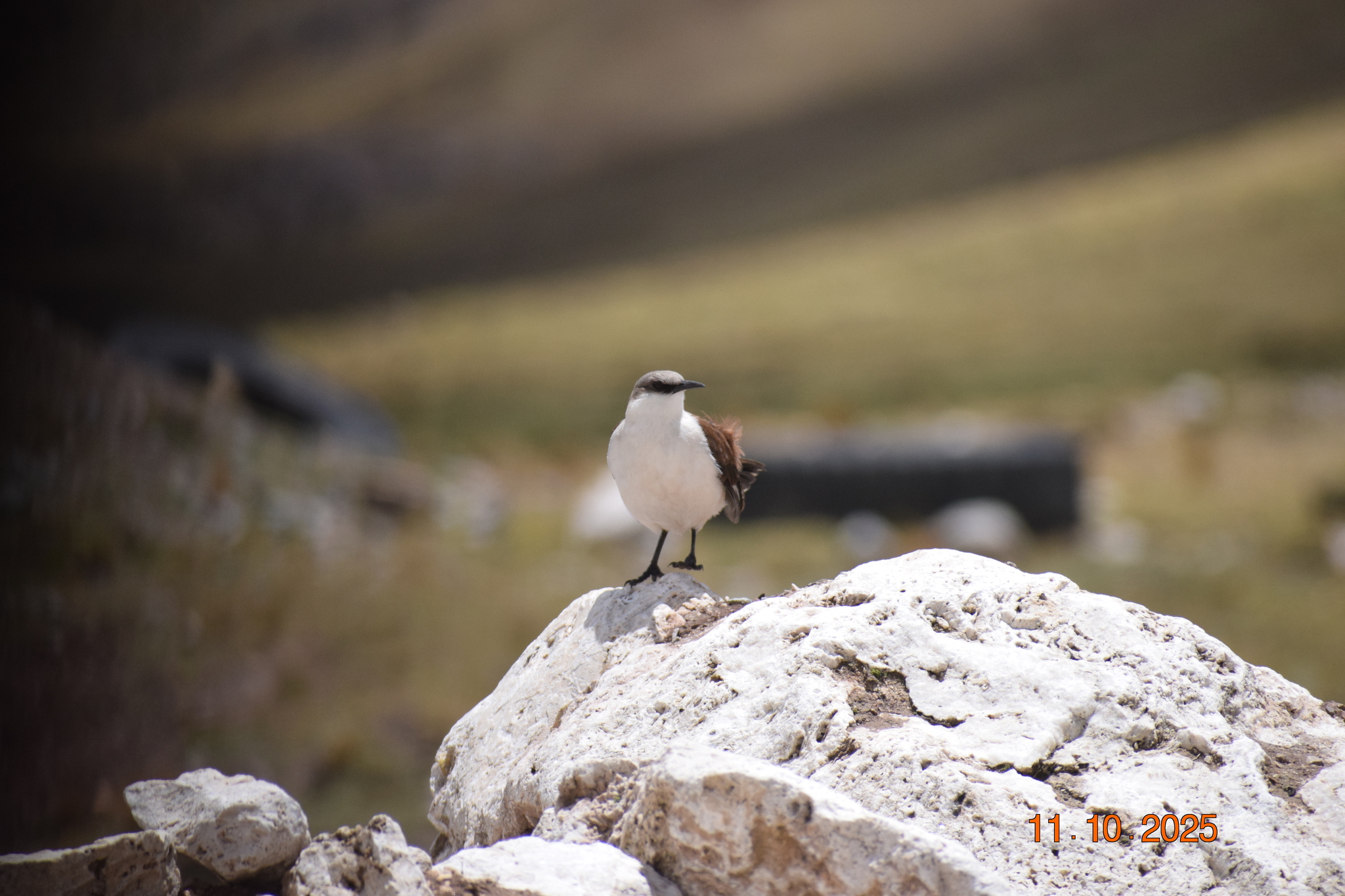 White-bellied Cinclodes (Cinclodes palliatus), photo 2