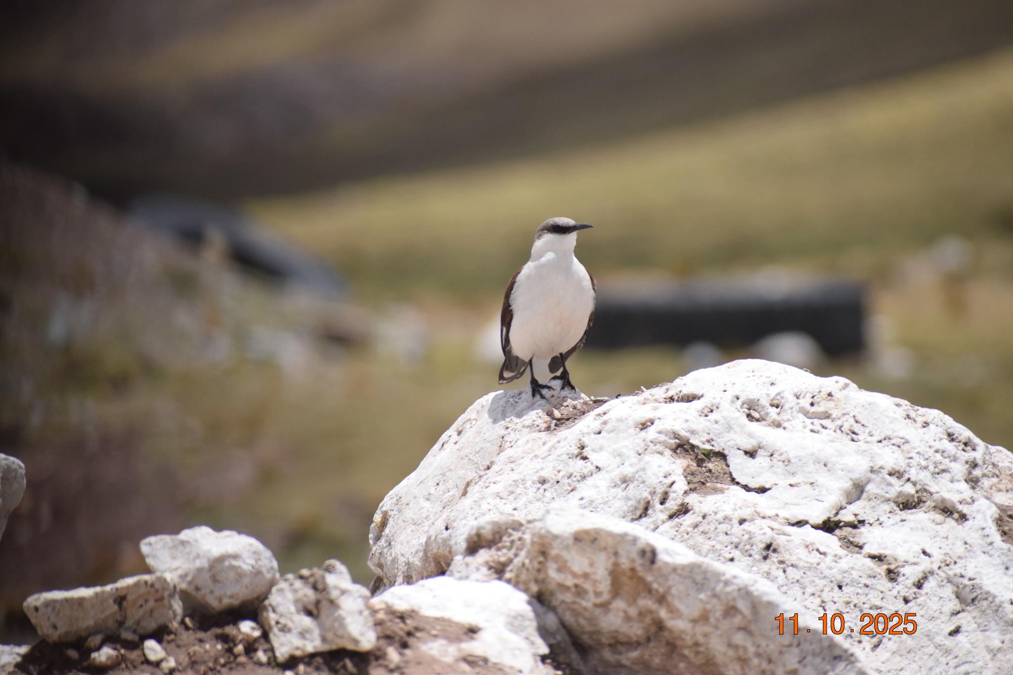 White-bellied Cinclodes (Cinclodes palliatus), photo 1