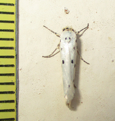 Ethmia coscineutis