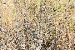 Brickellia paniculata