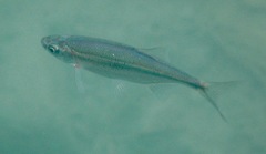 Richardsonius balteatus