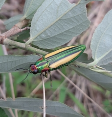 Afrochroa lepida