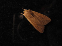 Mythimna separata