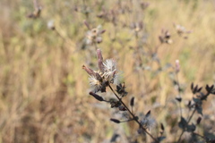 Brickellia paniculata