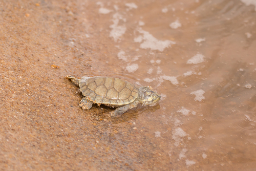 Giant South American Turtle