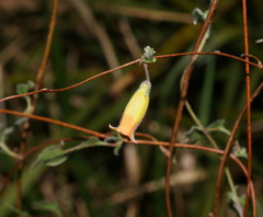 Marianthus bignoniaceus
