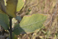 Verbesina sphaerocephala