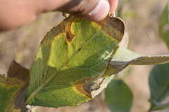 Verbesina sphaerocephala