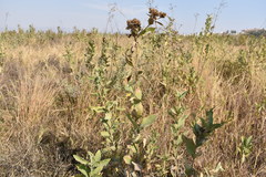 Verbesina sphaerocephala