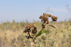 Verbesina sphaerocephala