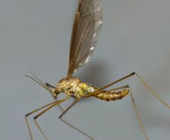 Leptotarsus mesocerus