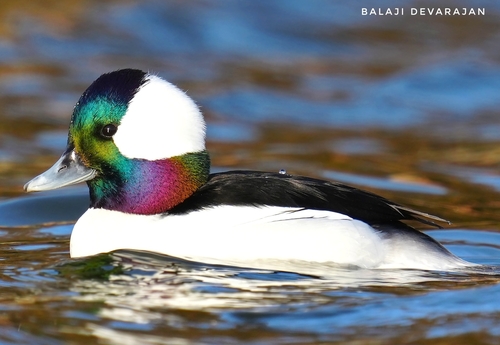 Bufflehead, photo 8 of 10