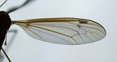 Leptotarsus mesocerus