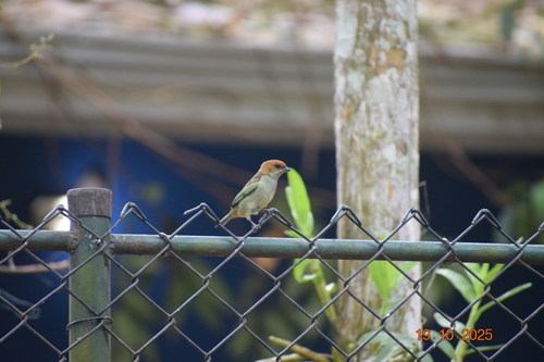 Black-backed Tanager (Stilpnia peruviana), photo 10