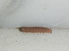 Noctuidae