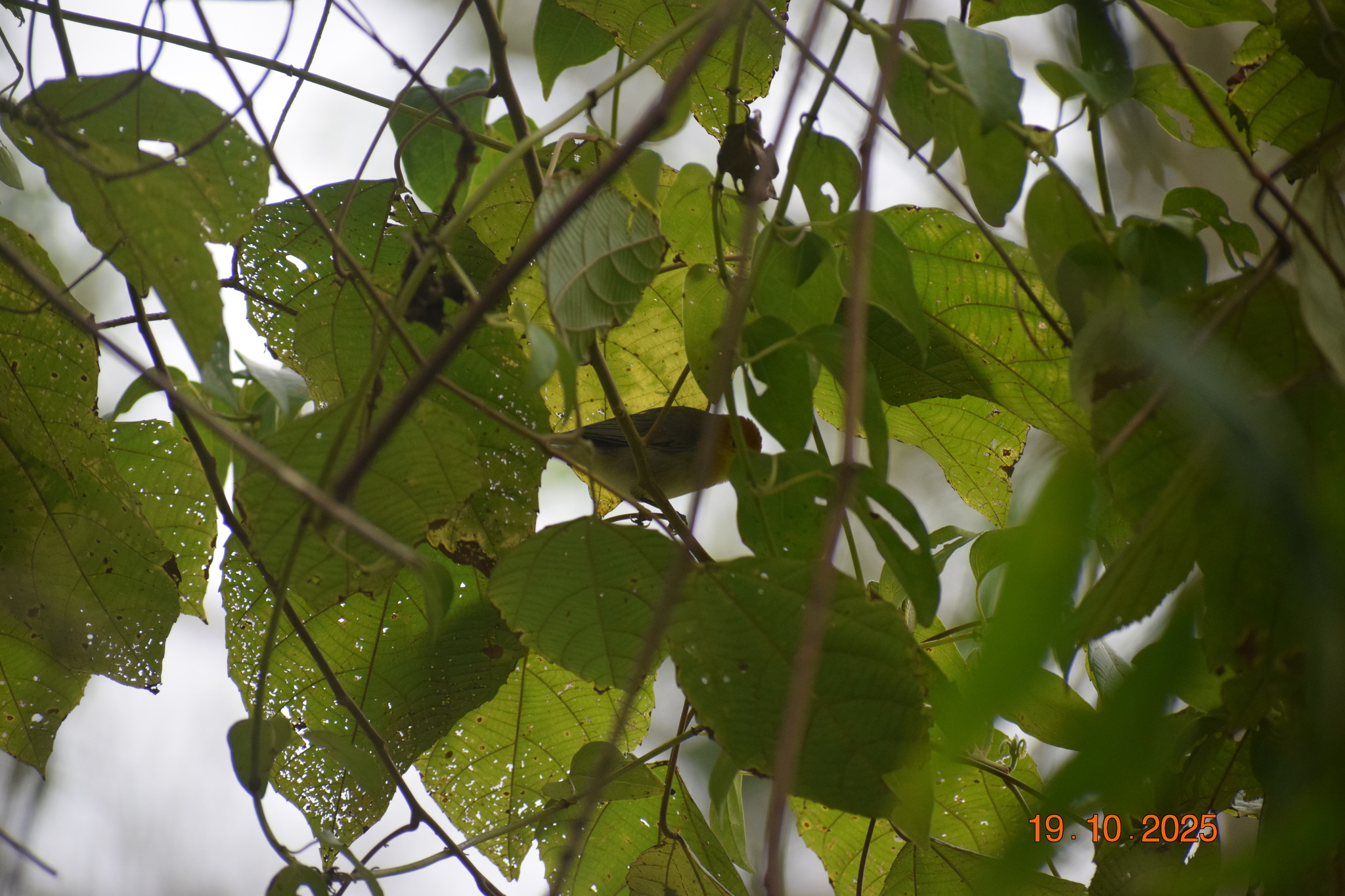 Orange-headed Tanager (Thlypopsis sordida)
