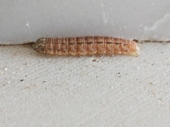 Noctuidae